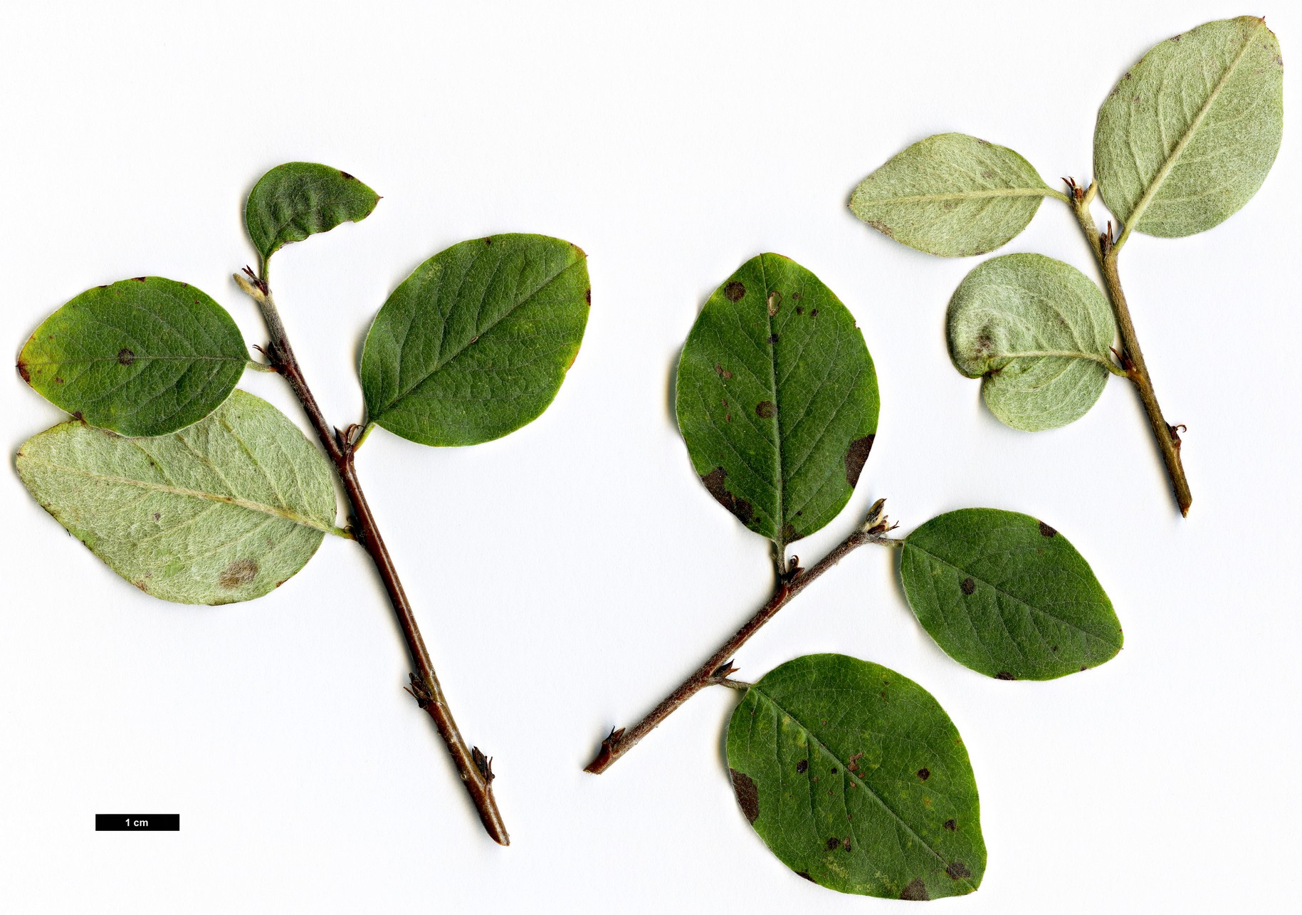 High resolution image: Family: Rosaceae - Genus: Cotoneaster - Taxon: canescens